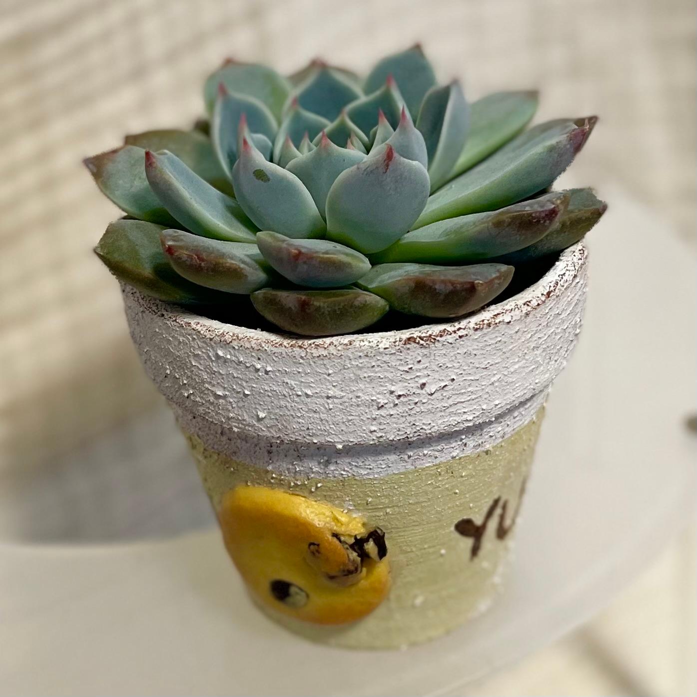 リメイク鉢 クッキー鉢 2.5号／多肉植物／ハンドメイドプランター／かわいい鉢カバー | 6枚目