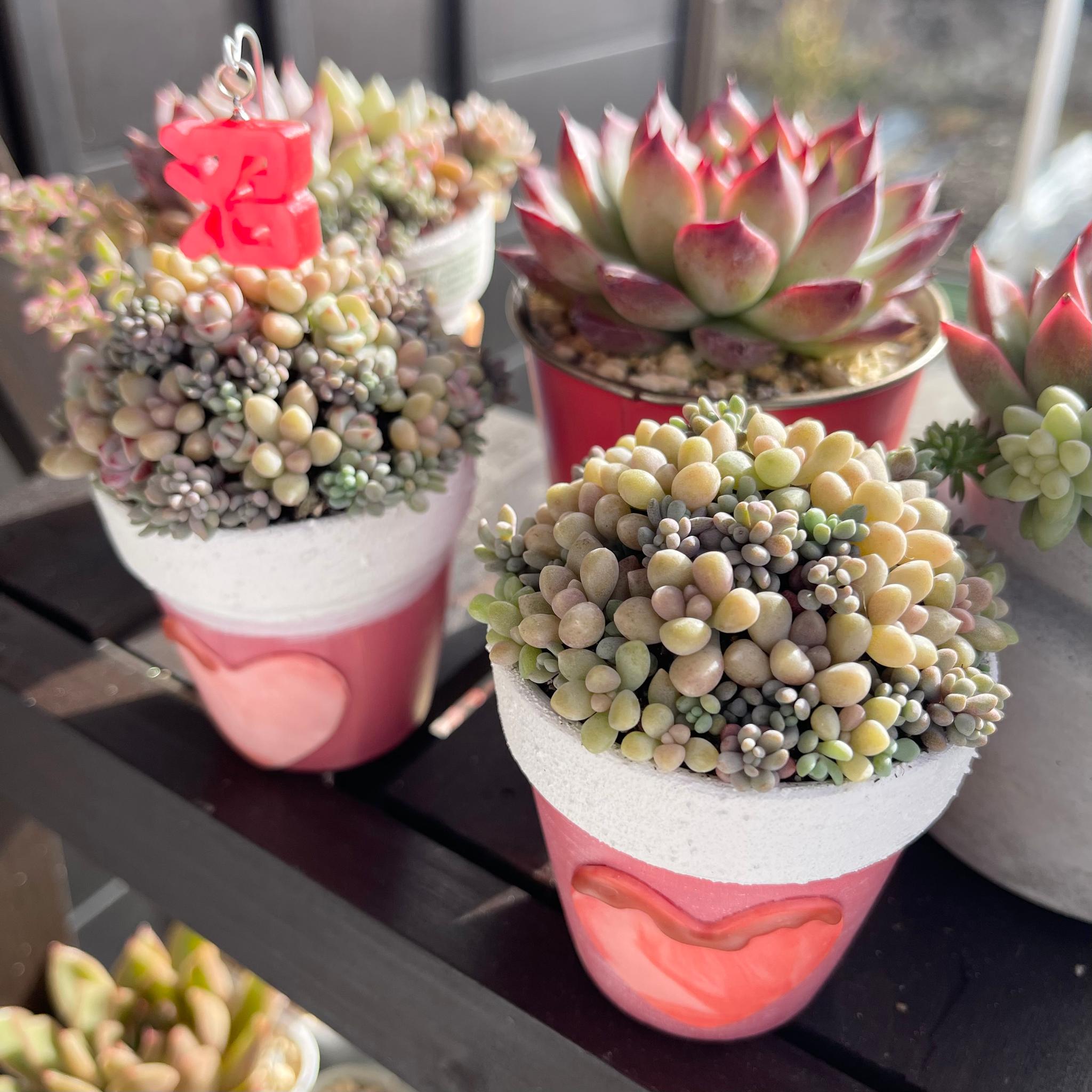 リメイク鉢 ／チョコとろハート鉢／推し鉢／多肉植物｜2号サイズ｜5色 | 2枚目